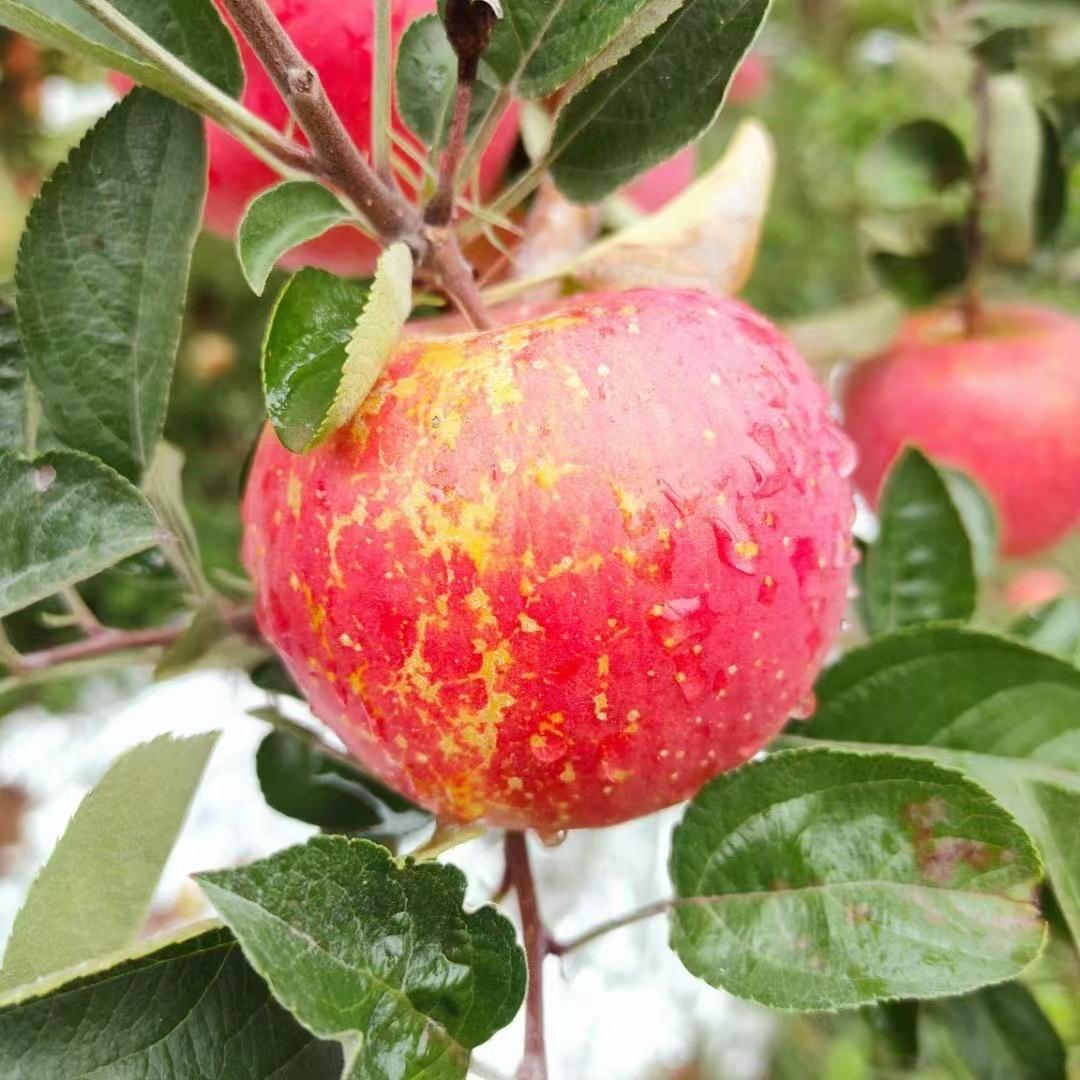 昭通特产-约车云驿