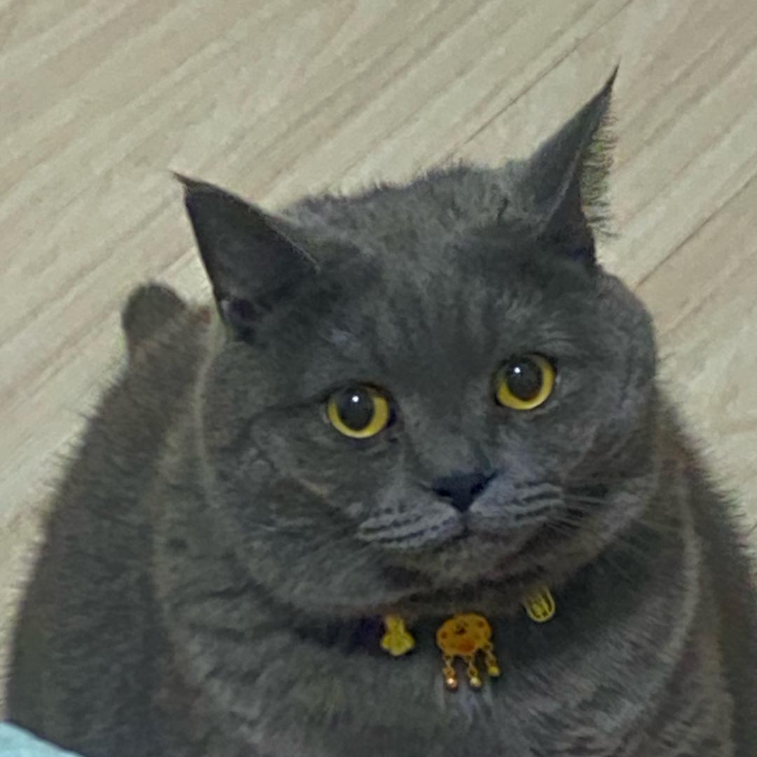 可乐无糖要加冰~