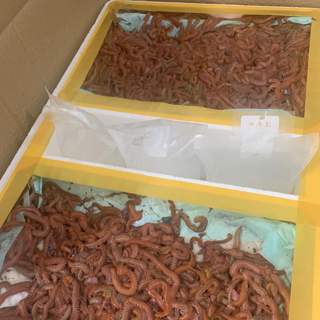 玲姐海钓活饵批发
