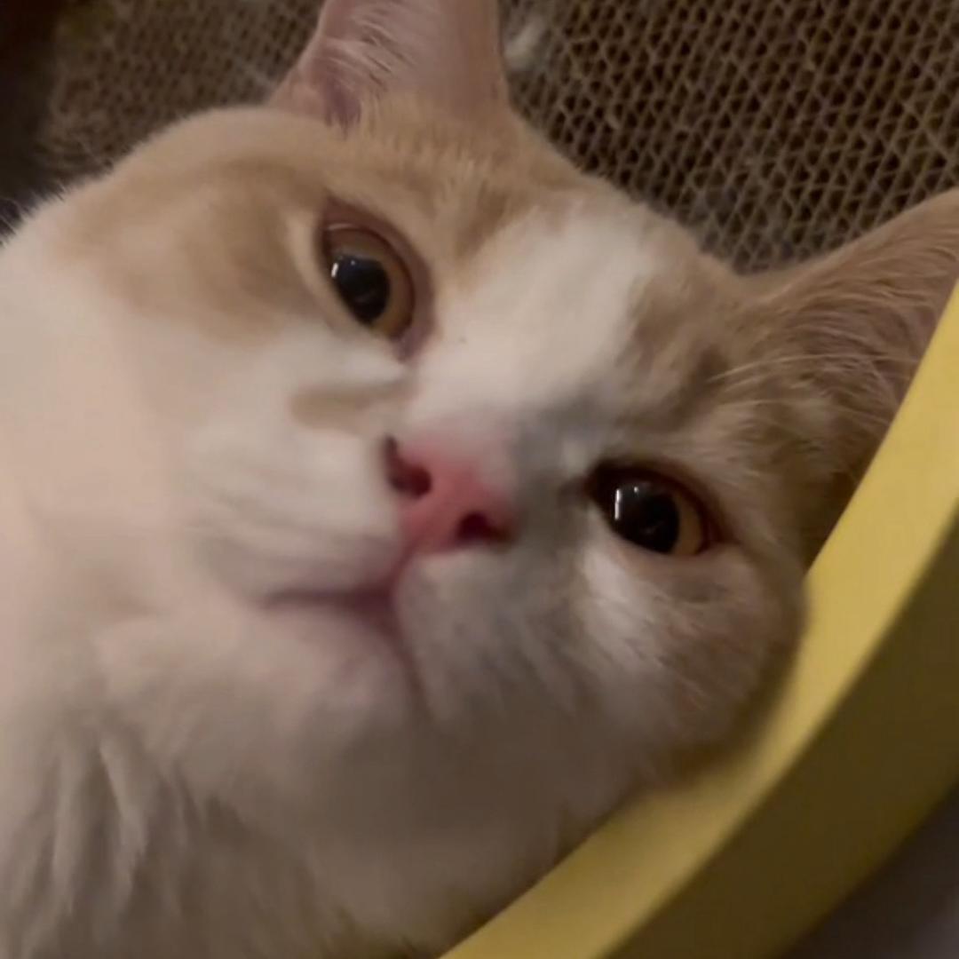 深圳古玩城品品香紫霞仙子