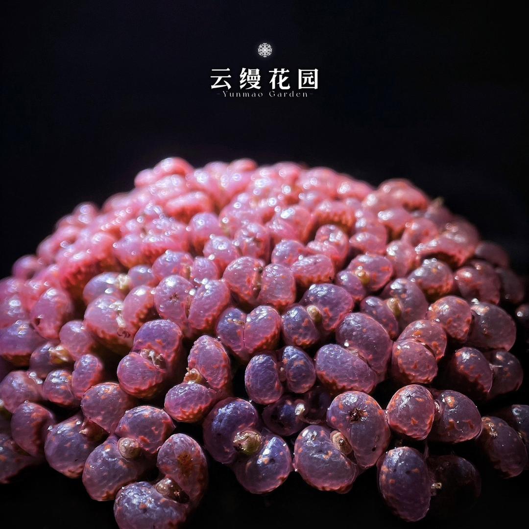 云缦精品番杏
