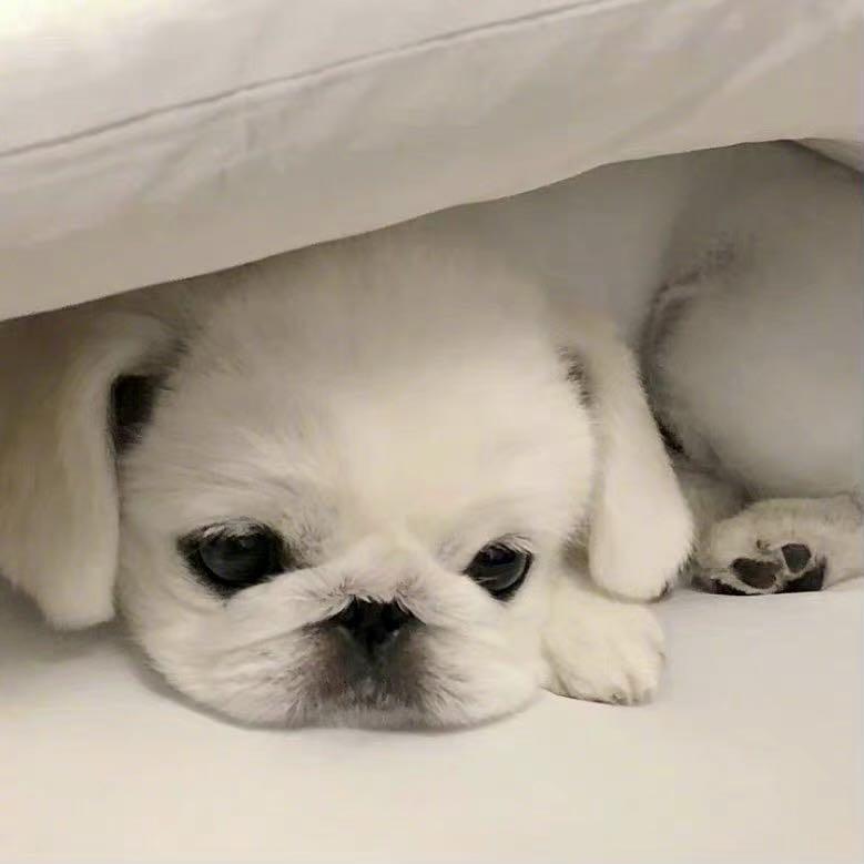 睡个好觉💤