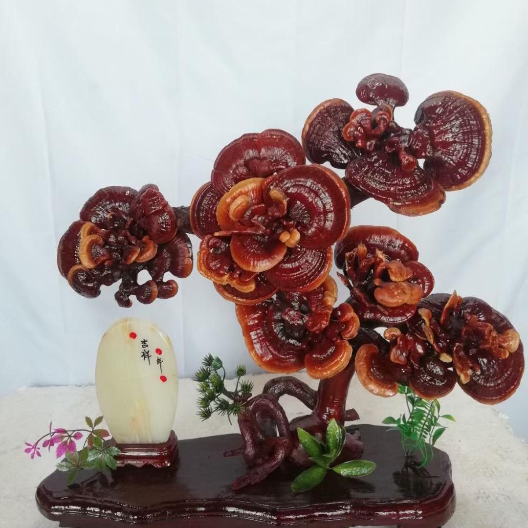 古城灵芝盆景园艺