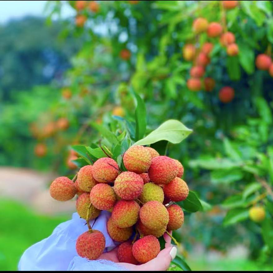 高州泗水农品汇