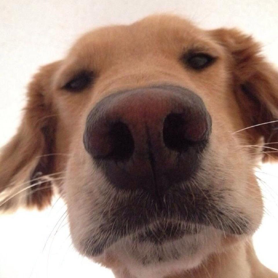 败家子.