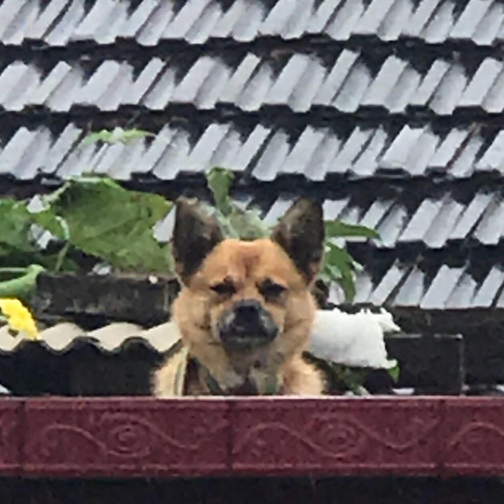 八月