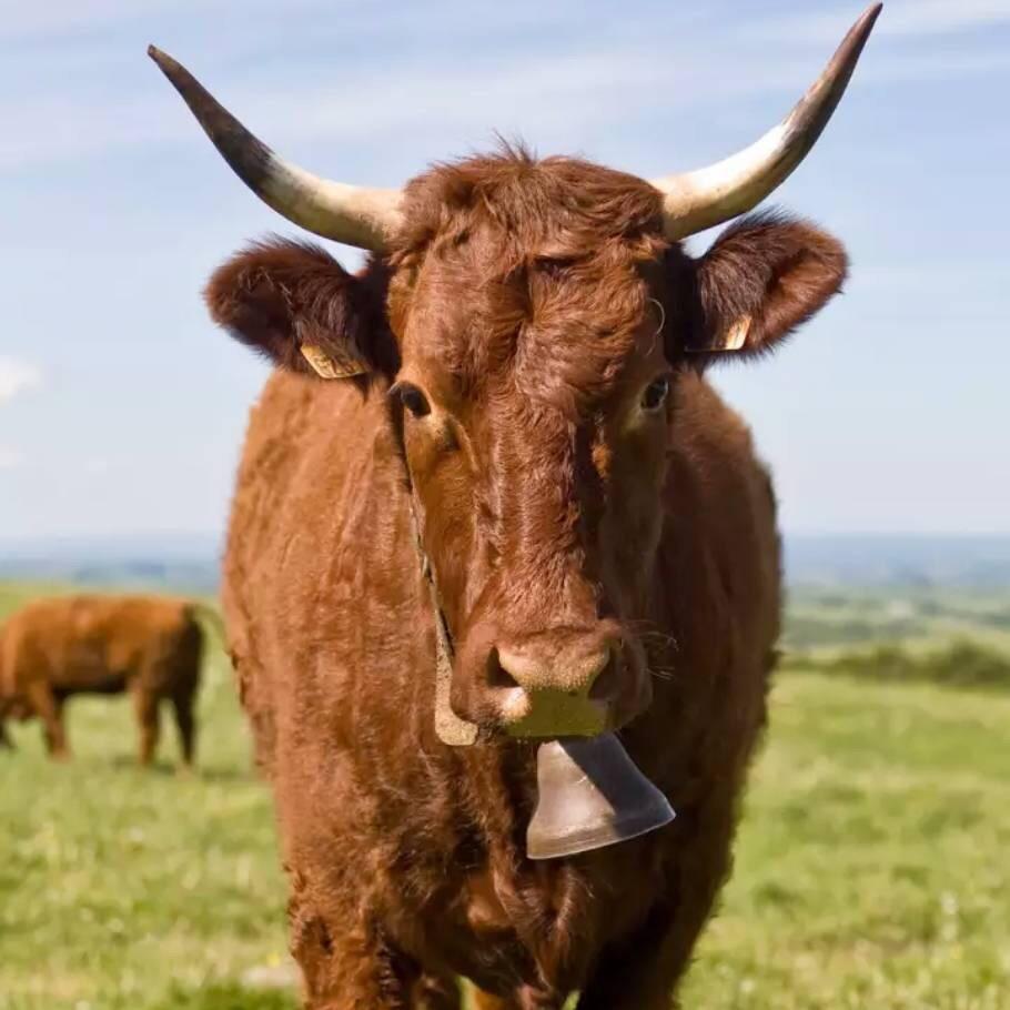 曲阜，逵泉路，明豪五香牛肉