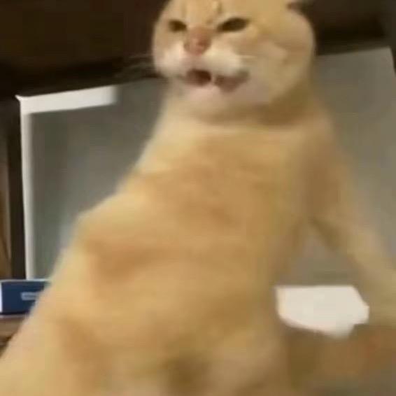 夏虫不语