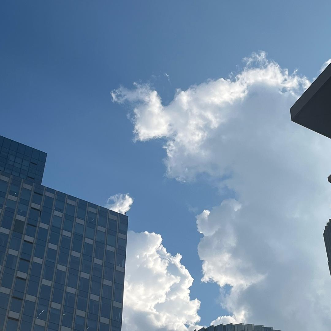 窝窝蹲在大雨中