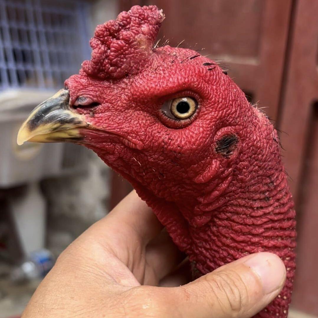 军军农副产品（个体店）