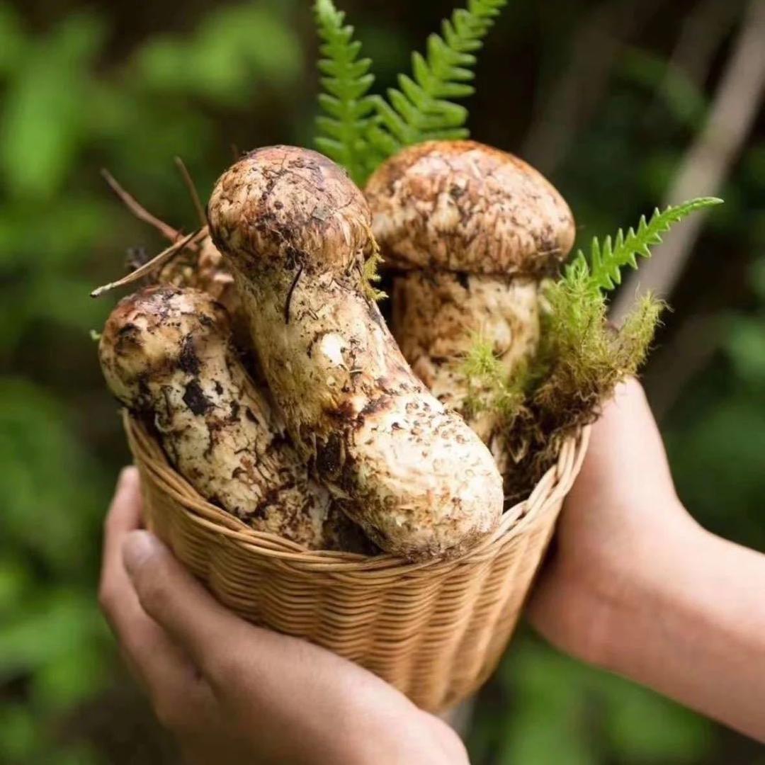 云南静姐野生菌