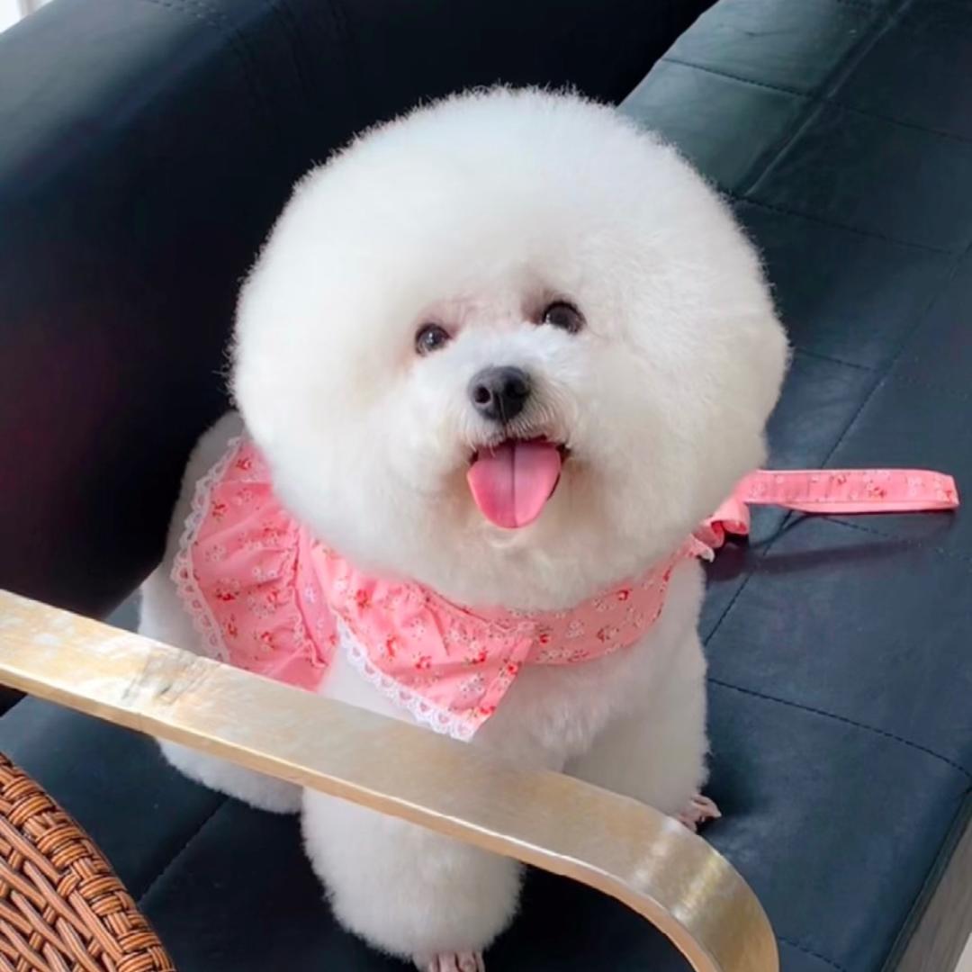 萌宠❤️三小只