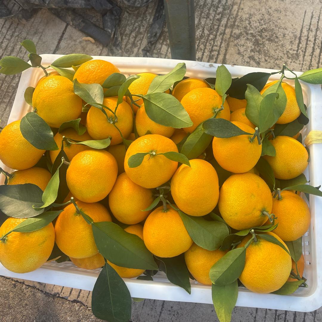 婷婷象山红美人