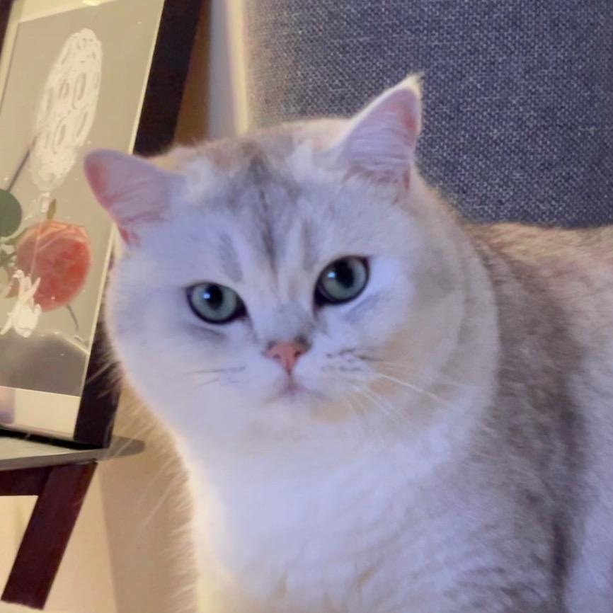 臭屁小nai猪(减脂版)