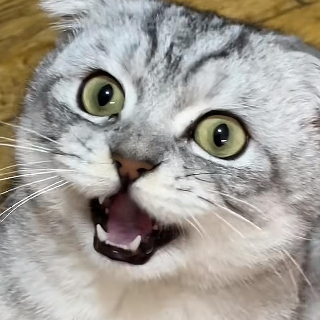 一只损猫