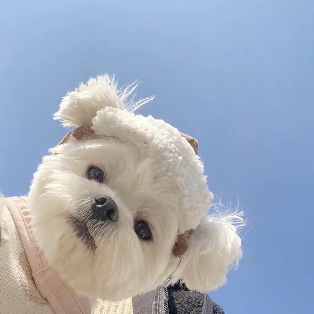 叶子
