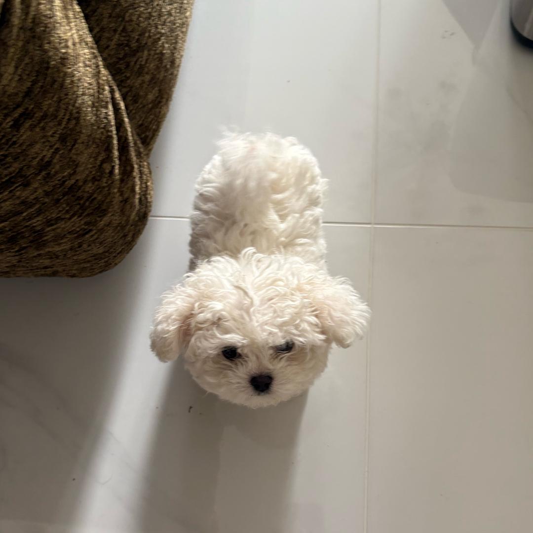 泡泡的世界