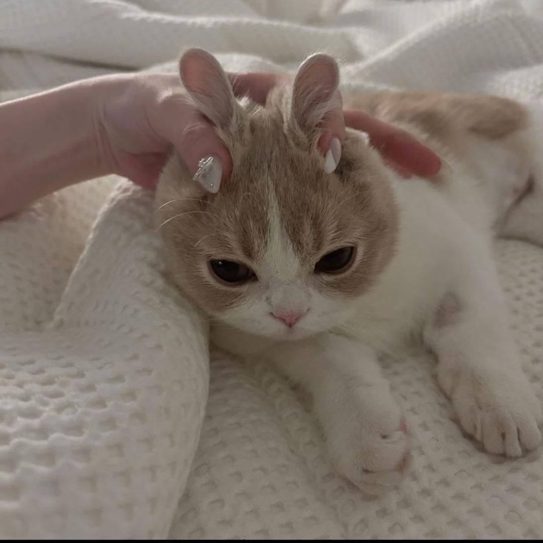 暴走圈圈猫ももこ⌯⦁⩊⦁⌯ಣ