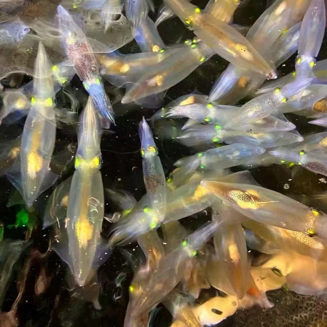理想海鲜