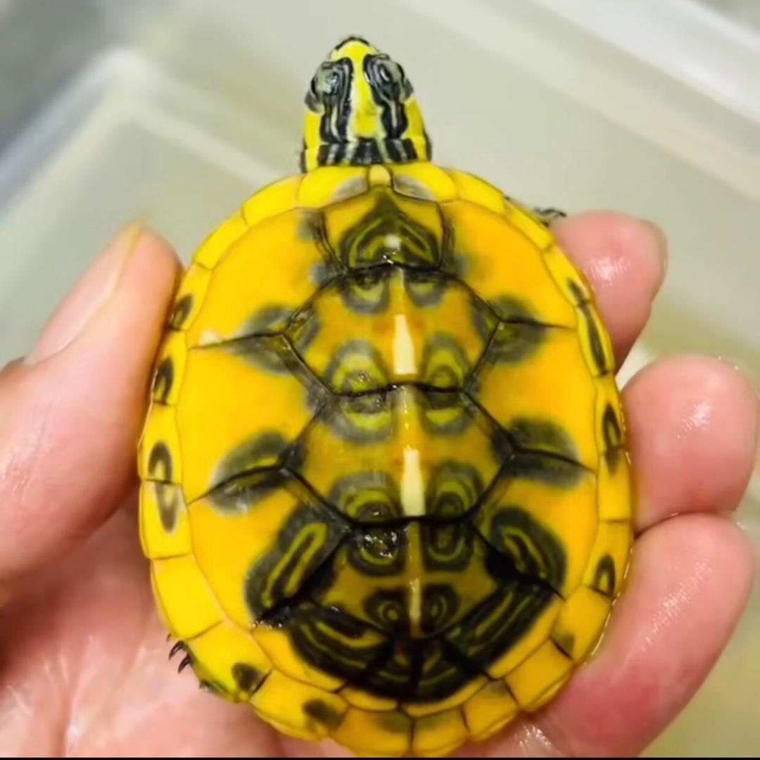 红炙火焰（比鲁斯）