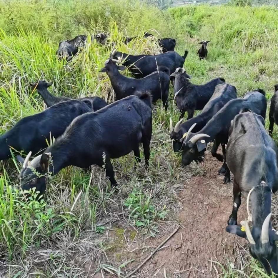 广宁烽记二代跑山猪禾杆黑山羊