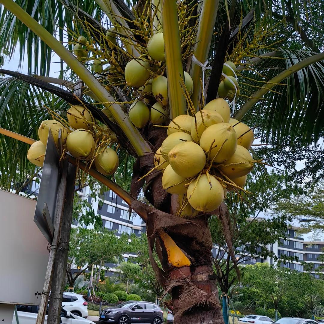 百万绿植苗木