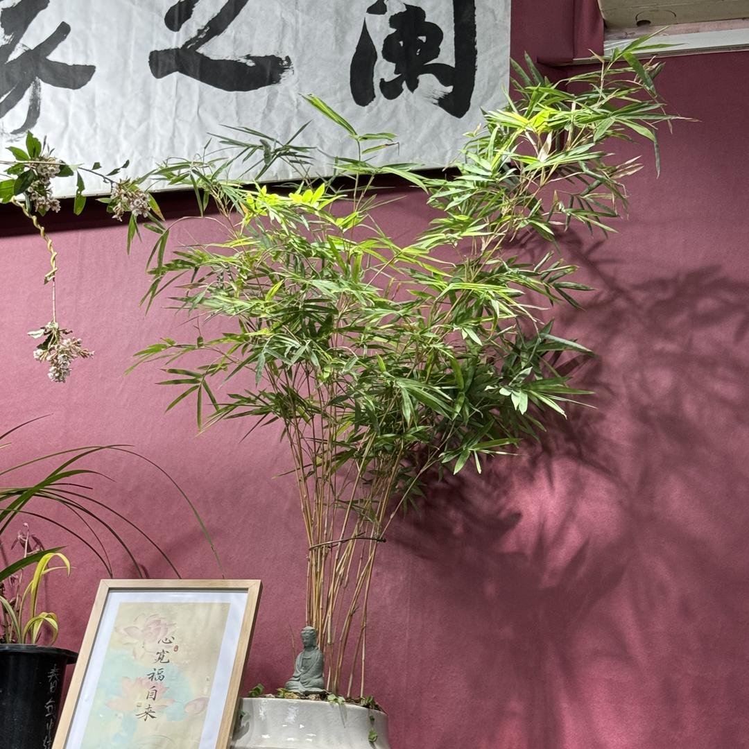 兰颜花纺