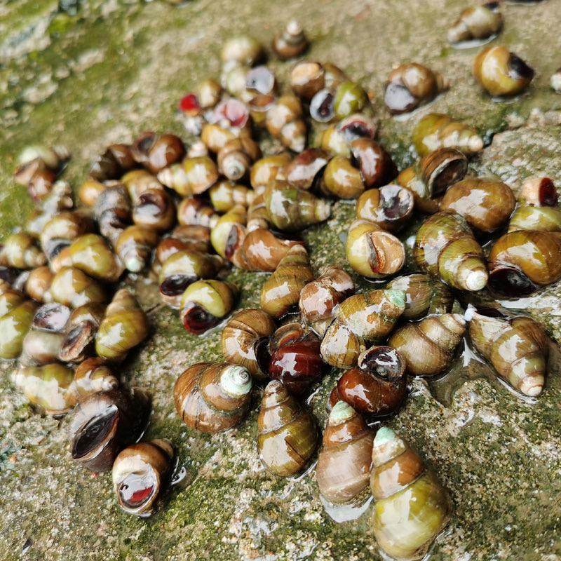 螺季🐚