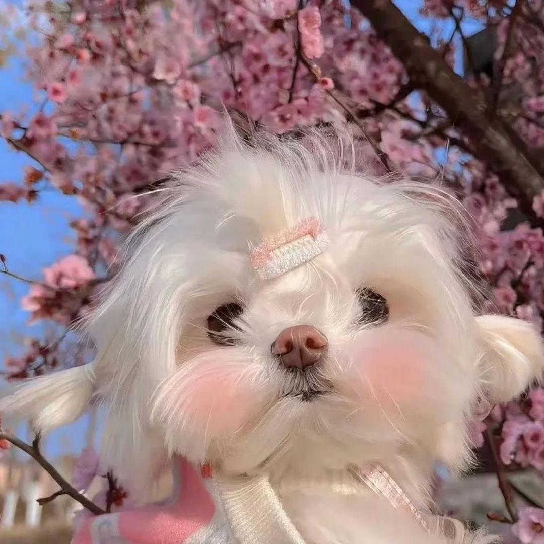 鸡米花