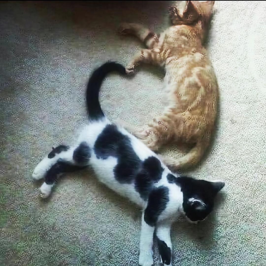 yy