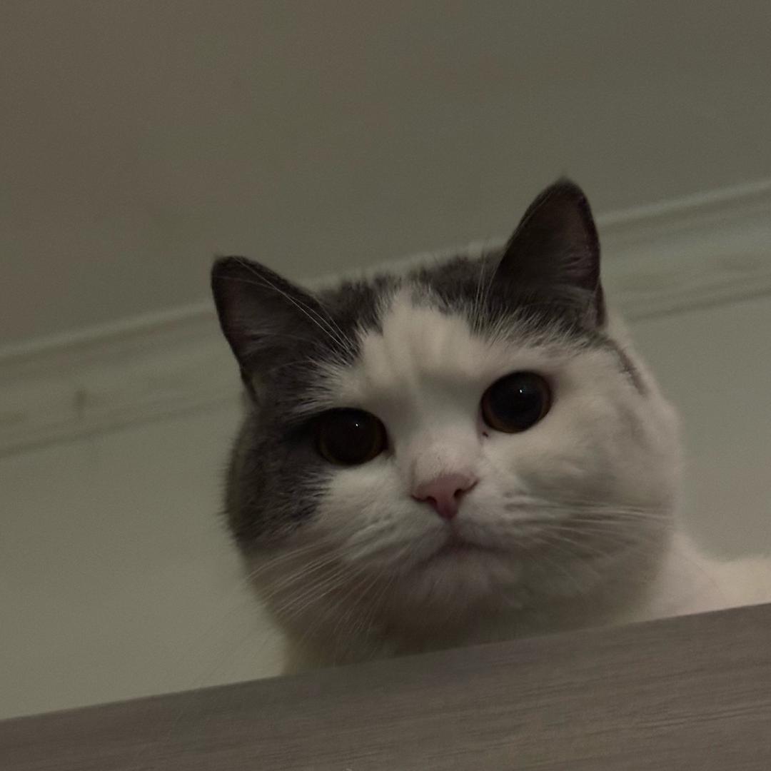 一碗汤圆(每天直播版)