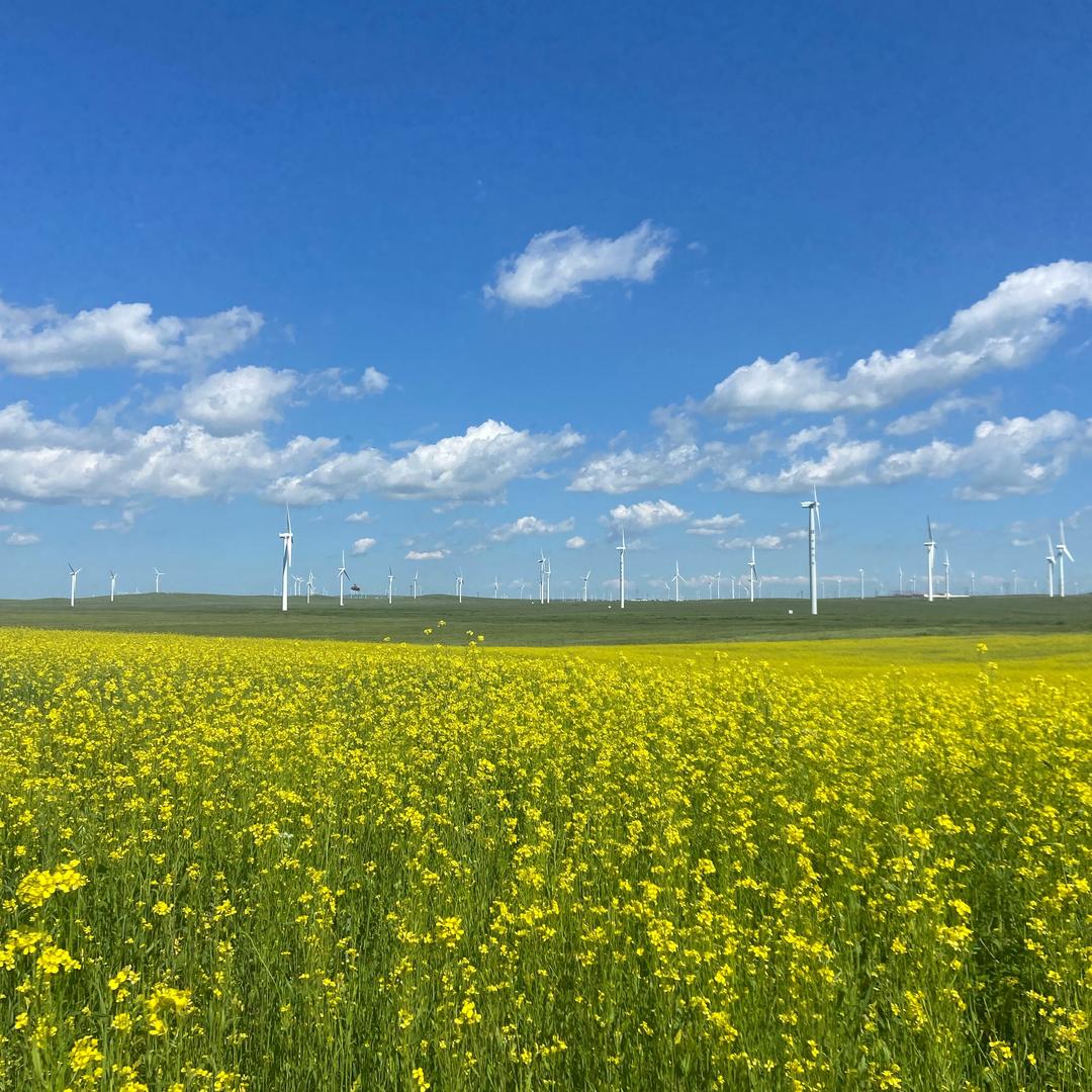 黄花沟辉腾锡勒花海景区