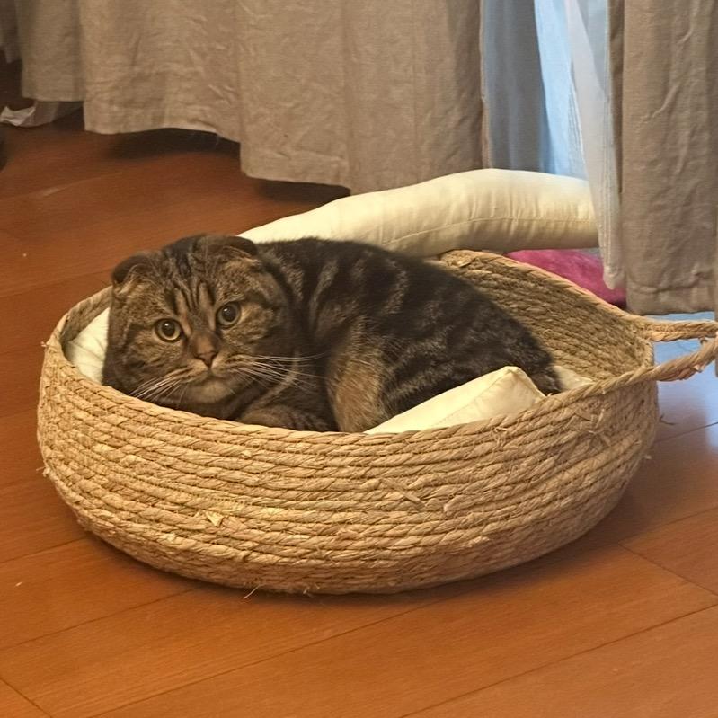 天鹅姐姐（秋冬版）