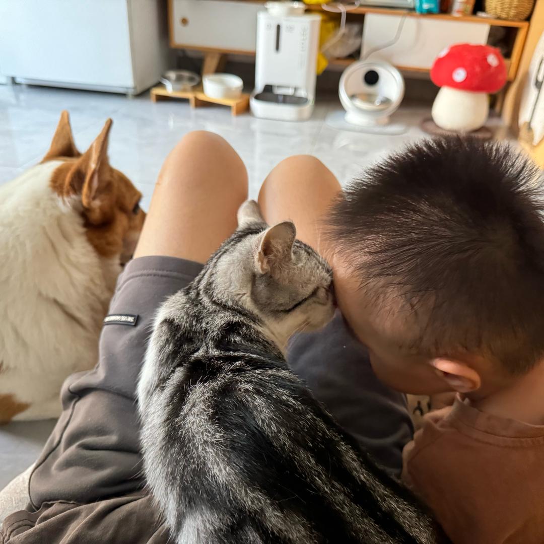 又猫又狗(省💰版)