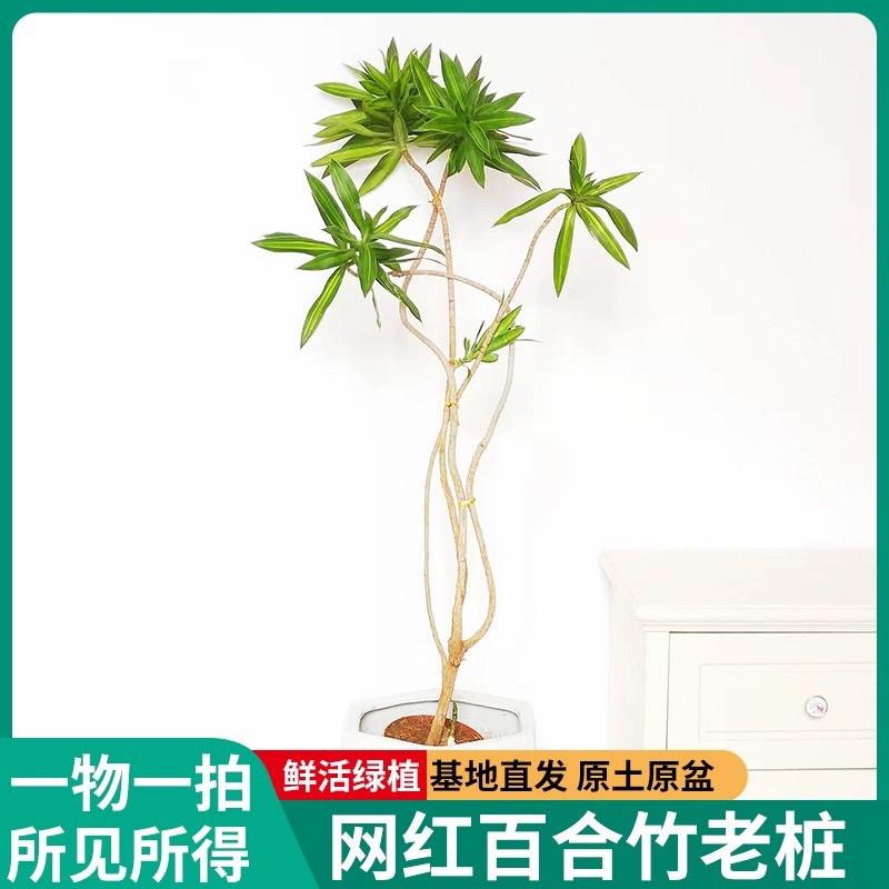 湛江泽柔园艺