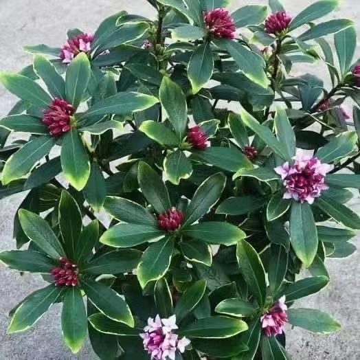 基地直发精品瑞香，碧之思花卉