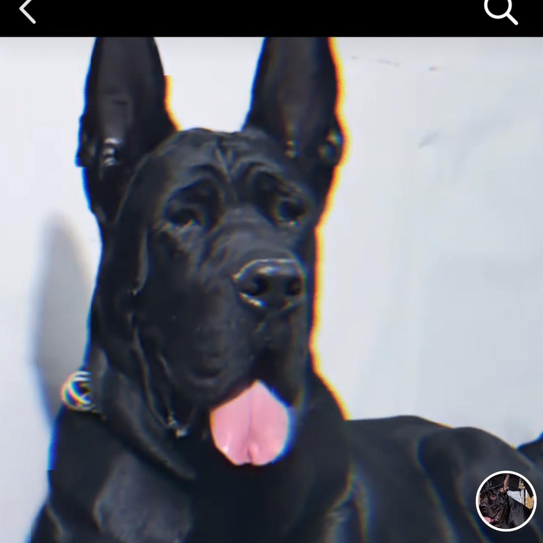 临泉黄金满地黑狼