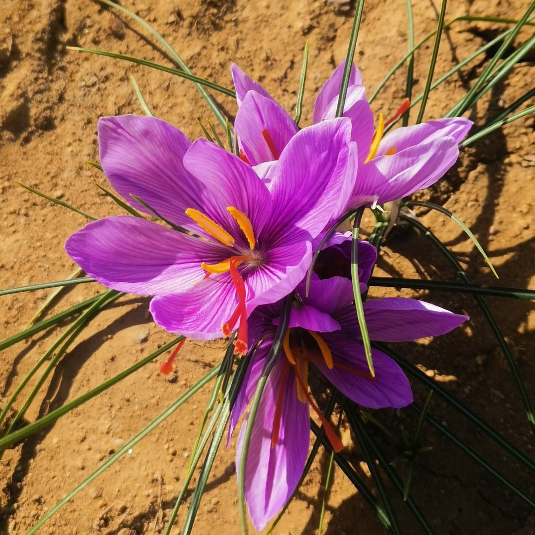 旗域藏花专营店