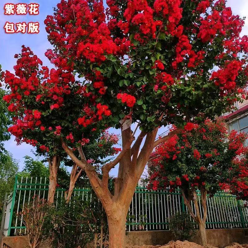 大洋园林苗木基地