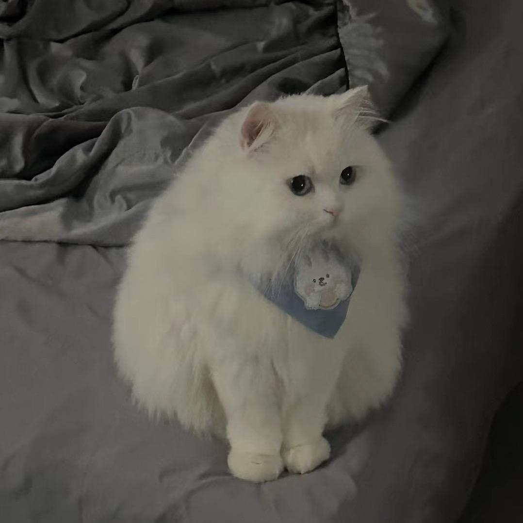 Lucky小猪