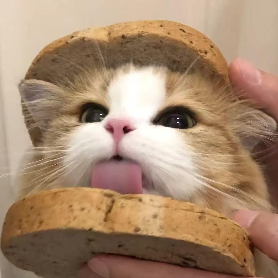 小鱼吃饱了🍖