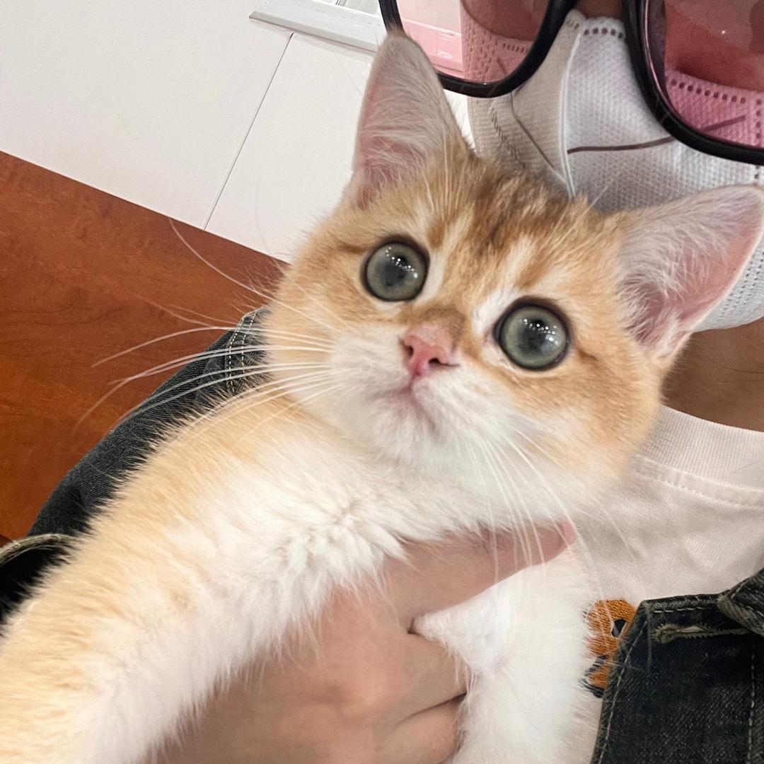 喵可可宠物用品店