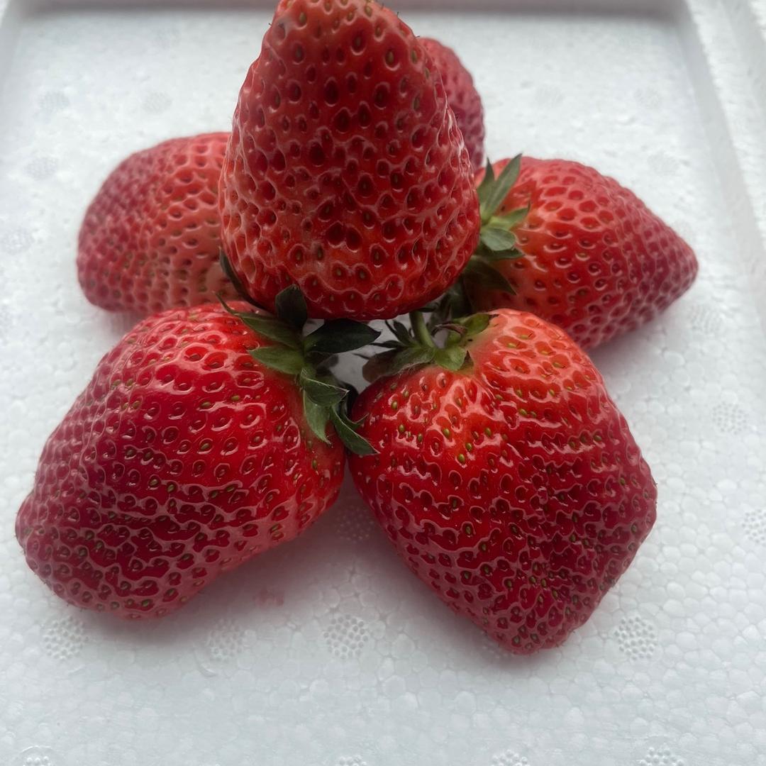 爱莓农场🍓草莓采摘