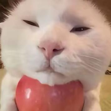 苦瓜没我苦