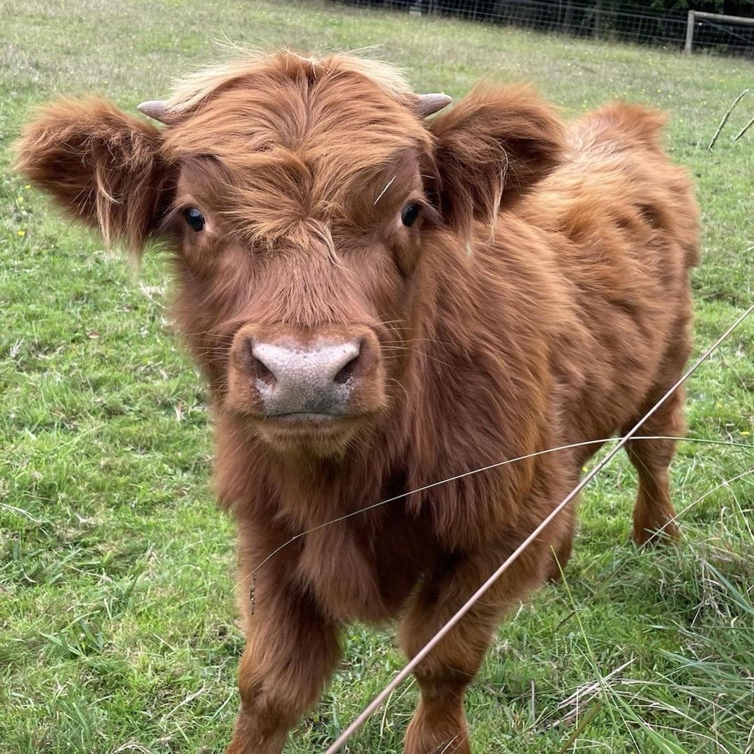 Roy杨（做专辑版）