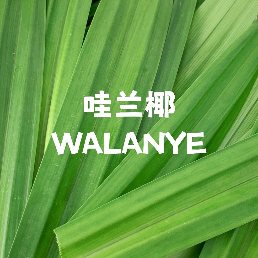 哇兰椰