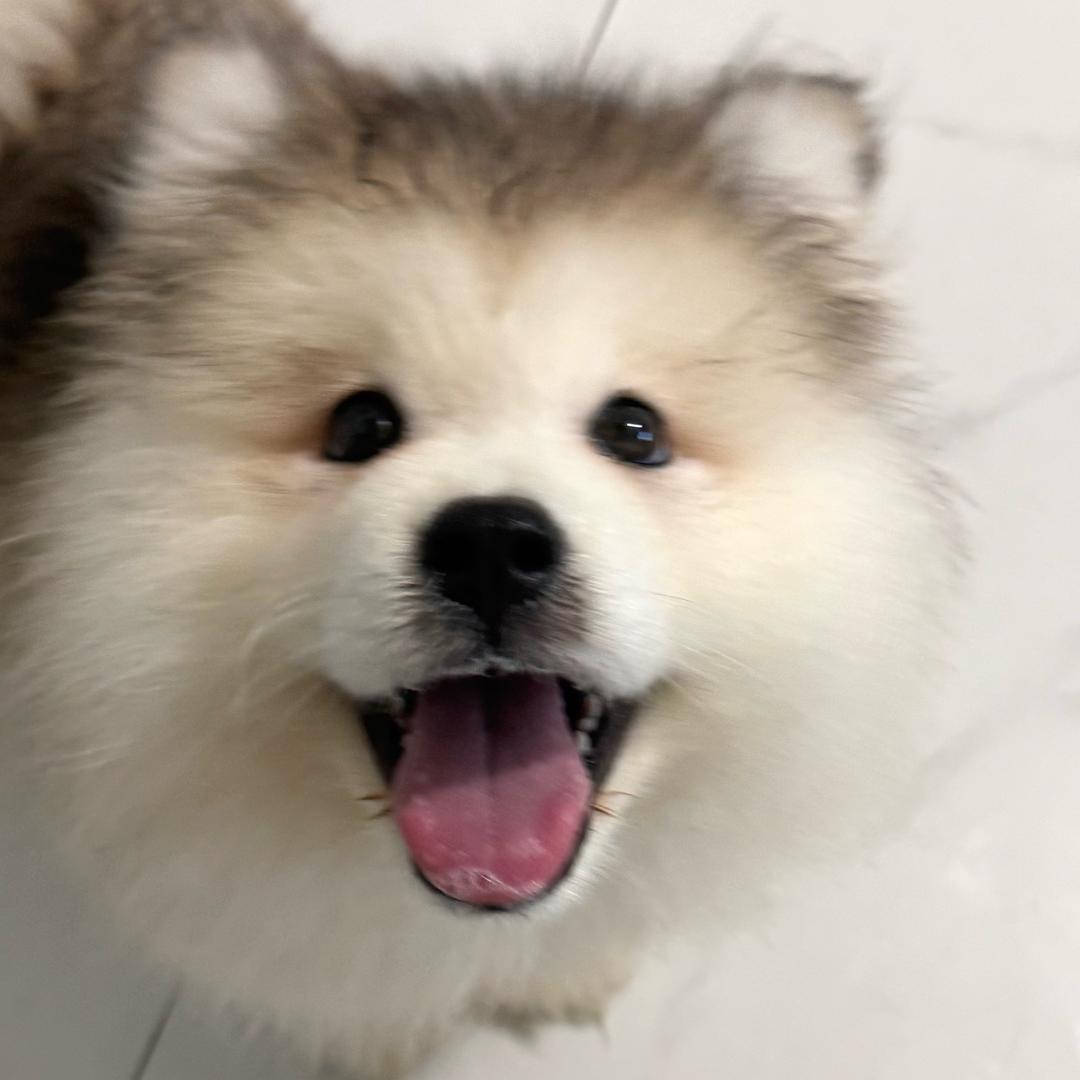 陈平安不肉