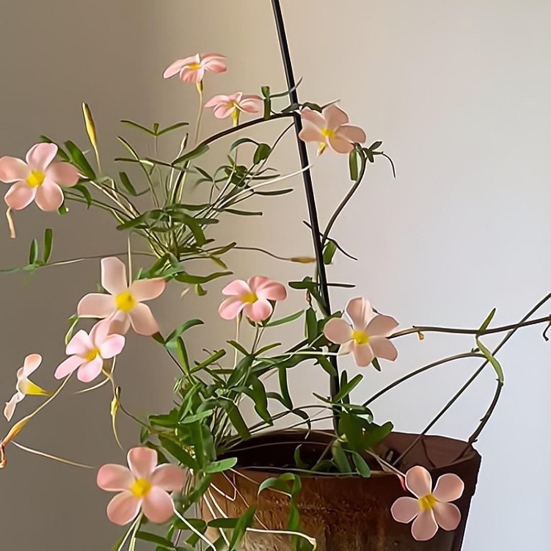 赵长花🌸