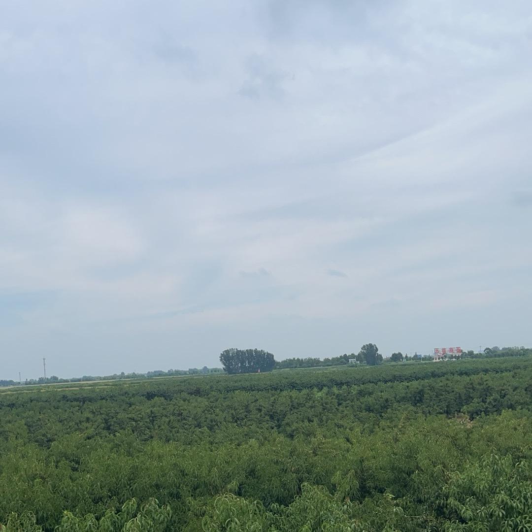 老陳