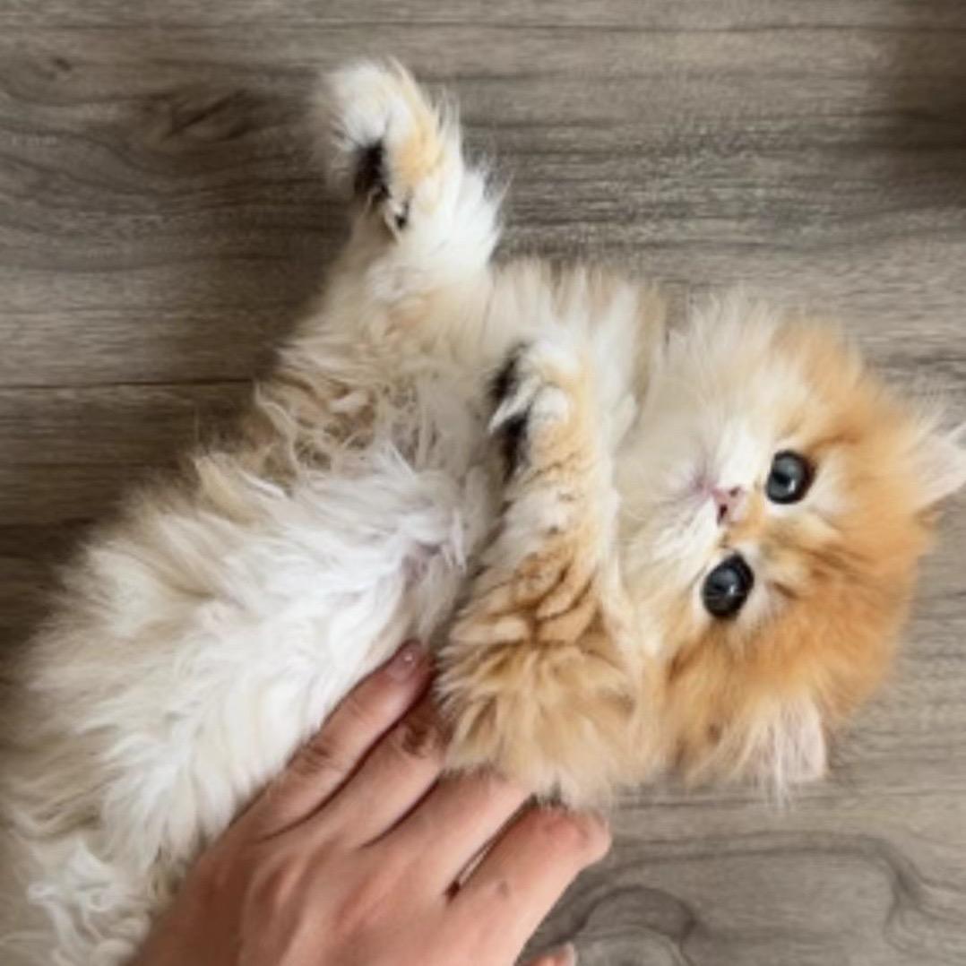 Miki总是在养猫